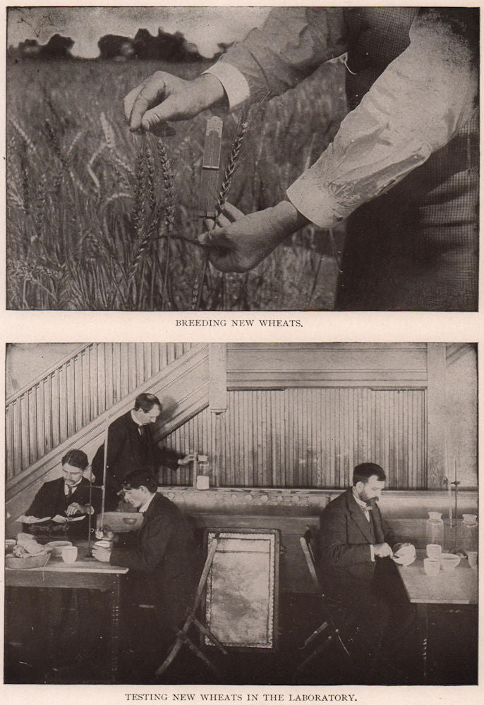 Breeding New Wheats: Testing New Wheats in the Laboratory. Farming 1903 print
